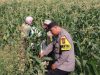 Demi Panen Maksimal, Bhabinkamtibmas Banjaran Intensif Dampingi Petani Jagung