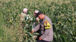 Demi Panen Maksimal, Bhabinkamtibmas Banjaran Intensif Dampingi Petani Jagung