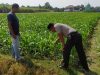 Dukung Asta Cita Presiden, Kanit Binmas Polsek Tarokan Terjun Langsung ke Sawah Pantau Petani