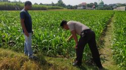 Dukung Asta Cita Presiden, Kanit Binmas Polsek Tarokan Terjun Langsung ke Sawah Pantau Petani