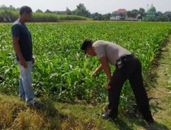 Dukung Asta Cita Presiden, Kanit Binmas Polsek Tarokan Terjun Langsung ke Sawah Pantau Petani