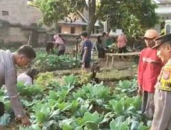 Dukung Ketahanan Pangan, Polres Kediri Dampingi KWT Sido Makmur Budidayakan Bunga Kol