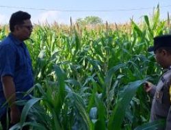 Polsek Pagu Kawal Pertumbuhan Jagung Warga untuk Dukung Swasembada Pangan