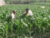 Polsek Wates Dampingi Petani Desa Pojok Rawat Jagung, Perkuat Swasembada Pangan