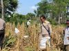 Polsek Plosoklaten Dampingi Evaluasi Pascapanen Jagung, Petani Siapkan Musim Tanam Baru