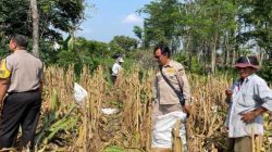 Polsek Plosoklaten Dampingi Evaluasi Pascapanen Jagung, Petani Siapkan Musim Tanam Baru