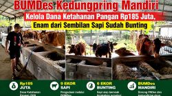 BUMDes Kedungpring Mandiri Kelola Dana Ketahanan Pangan Rp185 Juta, Enam dari Sembilan Sapi Sudah Bunting