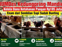 BUMDes Kedungpring Mandiri Kelola Dana Ketahanan Pangan Rp185 Juta, Enam dari Sembilan Sapi Sudah Bunting