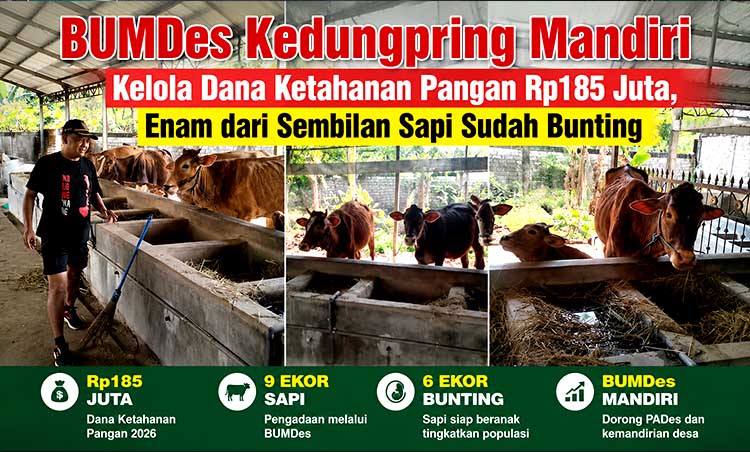 Kedungpring farm's cattle program update