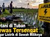 Petani di Tuban Tewas Tersengat Pagar Listrik di Sawah Miliknya