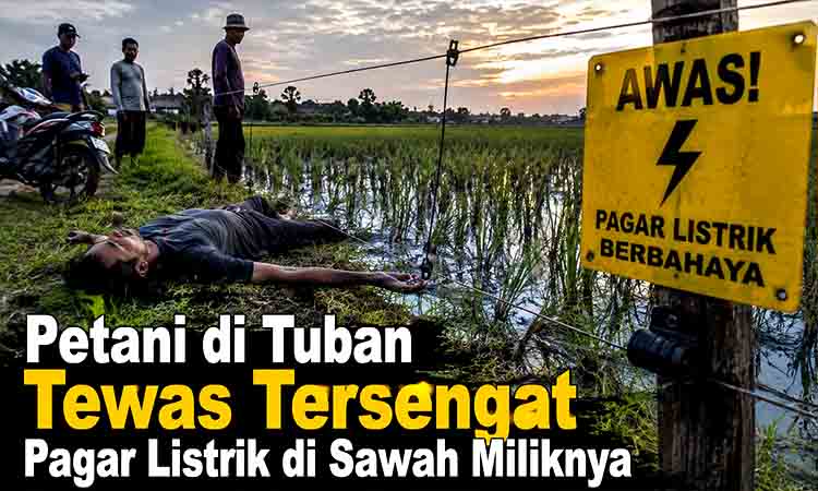 Tewas tersengat listrik di sawah