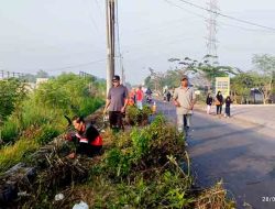 Wujudkan Lingkungan Asri, Pemdes Kajeksan Sidoarjo Kompak Bersihkan Bahu Jalan