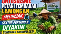 Petani Lamongan Optimistis Sambut Musim Tanam Tembakau, Perluas Lahan Demi Panen Maksimal