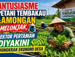 Petani Lamongan Optimistis Sambut Musim Tanam Tembakau, Perluas Lahan Demi Panen Maksimal