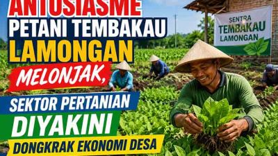 Petani Lamongan Optimistis Sambut Musim Tanam Tembakau, Perluas Lahan Demi Panen Maksimal