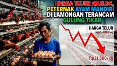 Terjepit Biaya Pakan: Jeritan Peternak Ayam Petelur Lamongan Saat Harga Jual Merosot