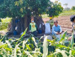 Bhabinkamtibmas Semampir Dampingi Petani Jagung, Wujud Nyata Dukungan Polri terhadap Ketahanan Pangan
