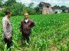 Bhabinkamtibmas Bandar Kidul Perkuat Ketahanan Pangan Lewat Pendampingan Petani Jagung di Mojoroto