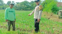 Bhabinkamtibmas Polsek Mojoroto Turun ke Sawah, Dampingi Petani Jagung Wujudkan Swasembada Pangan Nasional