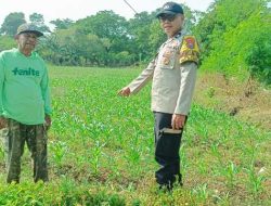 Bhabinkamtibmas Polsek Mojoroto Turun ke Sawah, Dampingi Petani Jagung Wujudkan Swasembada Pangan Nasional