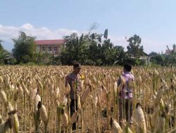 Menjaga Asa di Ladang Rakyat: Polsek Tarokan Kawal Swasembada Pangan Lewat Pendekatan Humanis