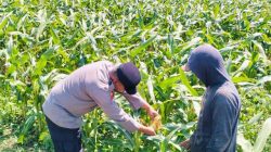 Bhabinkamtibmas Semampir Turun ke Lahan Jagung, Edukasi Petani Dukung Swasembada Pangan Nasional