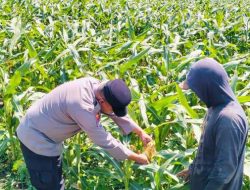 Bhabinkamtibmas Semampir Turun ke Lahan Jagung, Edukasi Petani Dukung Swasembada Pangan Nasional