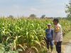 Bhabinkamtibmas Kelurahan Manisrenggo Dampingi Petani Jagung, Wujudkan Ketahanan Pangan Menuju Swasembada Nasional