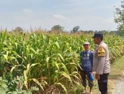 Bhabinkamtibmas Kelurahan Manisrenggo Dampingi Petani Jagung, Wujudkan Ketahanan Pangan Menuju Swasembada Nasional