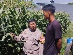 Bhabinkamtibmas Lirboyo Edukasi Petani Jagung, Perkuat Ketahanan Pangan Menuju Swasembada Nasional