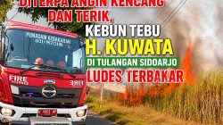 Kebakaran hebat di kebun tebu Sidoarjo