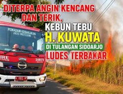 Cuaca Panas Ekstrem Luluhlantakkan 10 Hektar Kebun Tebu di Kebaron, Kerugian Capai Rp700 Juta
