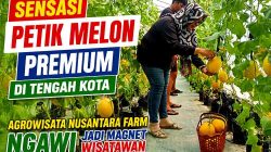 Sensasi Petik Melon Premium di Tengah Kota, Agrowisata Nusantara Farm Ngawi Jadi Magnet Wisatawan