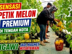 Sensasi Petik Melon Premium di Tengah Kota, Agrowisata Nusantara Farm Ngawi Jadi Magnet Wisatawan