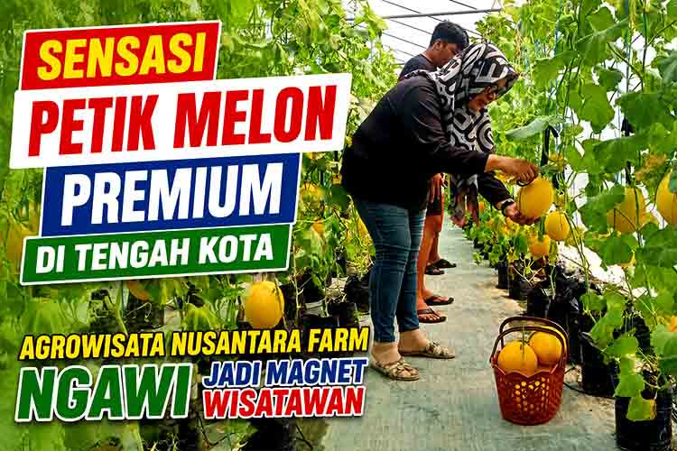 Petik melon di agrowisata Nusantara