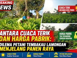 Antara Cuaca Terik dan Harga Pabrik: Dilema Petani Tembakau Lamongan Menjelang Panen Raya