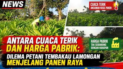 Antara Cuaca Terik dan Harga Pabrik