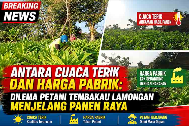 Antara Cuaca Terik dan Harga Pabrik