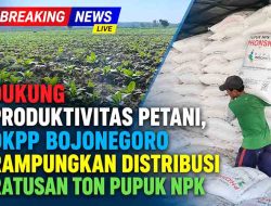 Sasar 3.011 Hektare Lahan, Pemkab Bojonegoro Tuntaskan Penyaluran 526 Ton Pupuk NPK Tembakau