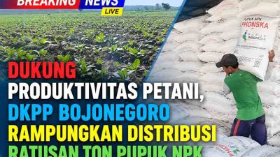 Sasar 3.011 Hektare Lahan, Pemkab Bojonegoro Tuntaskan Penyaluran 526 Ton Pupuk NPK Tembakau