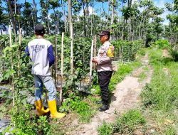 Hadapi Hama Tanaman, Polisi Kediri Dampingi Petani di Desa Manggis