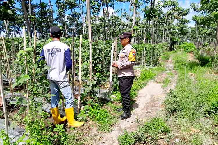 Hadapi Hama Tanaman, Polisi Kediri Dampingi Petani di Desa Manggis