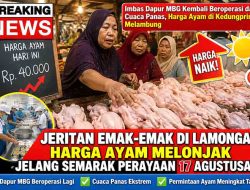Imbas Dapur MBG Kembali Beroperasi dan Cuaca Panas, Harga Ayam di Kedungpring Melambung