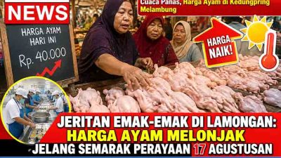 Harga Ayam Melonjak di Lamongan