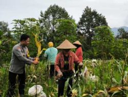 Bhabinkamtibmas Desa Puhsarang Dampingi Petani Panen Jagung, Perkuat Ketahanan Pangan Nasional