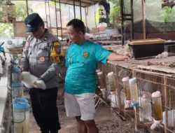 Polsek Kepung Dorong Pengembangan Peternakan Kelinci untuk Ketahanan Pangan