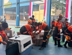 Terbang dengan Pesawat Khusus, Polri Kerahkan 10 K9 SAR Berpengalaman ke Flores, Misi Pencarian Korban
