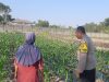 Polsek Wates Kawal Ketahanan Pangan Lewat Pendampingan Petani Jagung