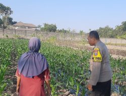 Polsek Wates Kawal Ketahanan Pangan Lewat Pendampingan Petani Jagung