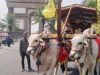 Parade Cikar 2026 di Kediri, Lestarikan Tradisi Sekaligus Dorong Peternakan Jadi Sumber Ekonomi